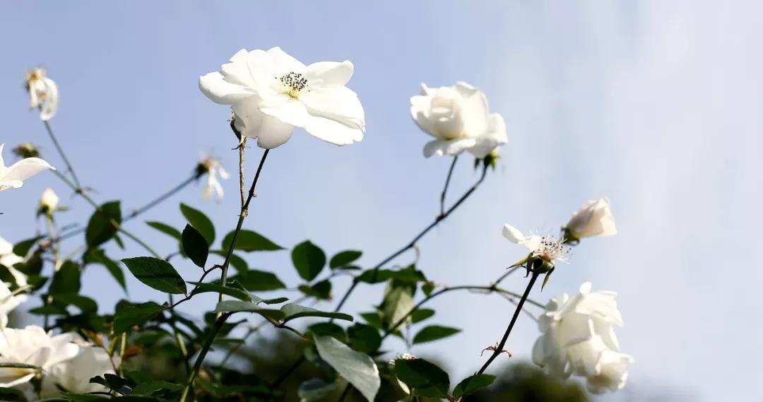 月季花開(kāi) 月季花開(kāi)